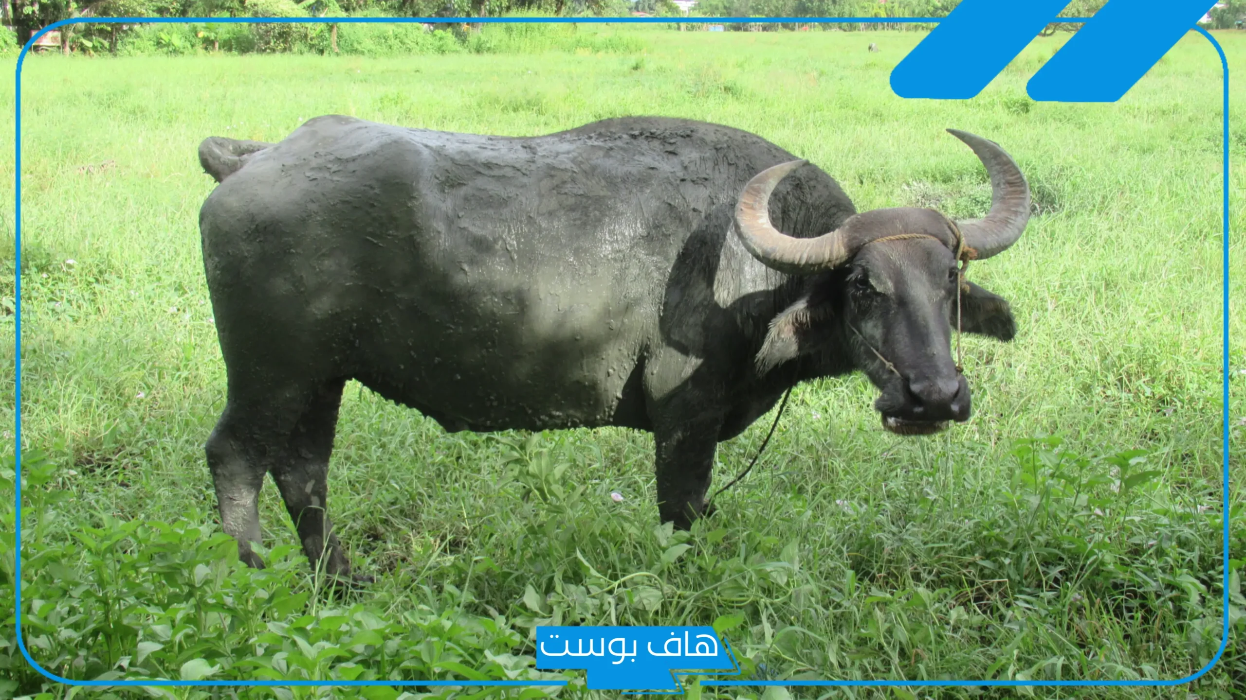 تفسير حلم رؤية الجاموس في المنام للرجل والمرأة لكبار العلماء