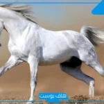 تفسير حلم الحصان في المنام وركوبه لابن سيرين والنابلسي