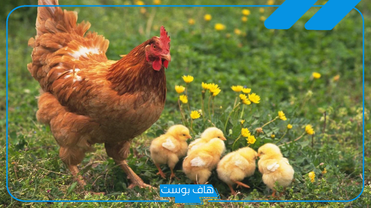 تفسير حلم أكل الفراخ فى المنام مطبوخ ونيئ للمرأة والمتزوجة لابن سيرين