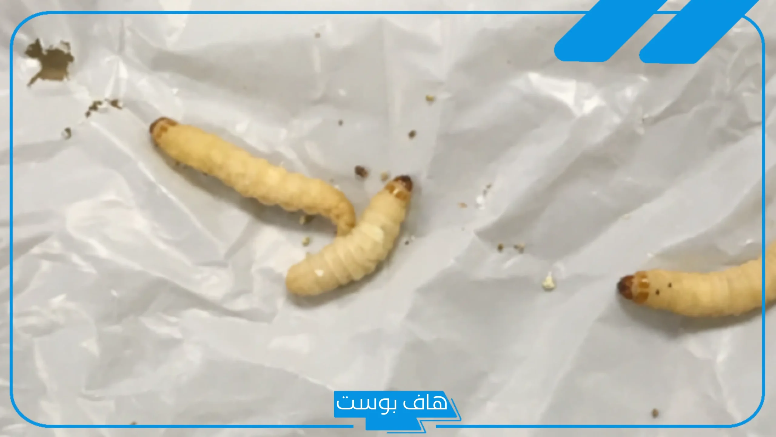 تفسير حلم الدود الابيض في المنام ومعناه للمرأة والرجل المتزوج لابن سيرين