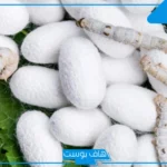 تفسير حلم الدود الابيض في المنام ومعناه للمرأة والرجل المتزوج لابن سيرين