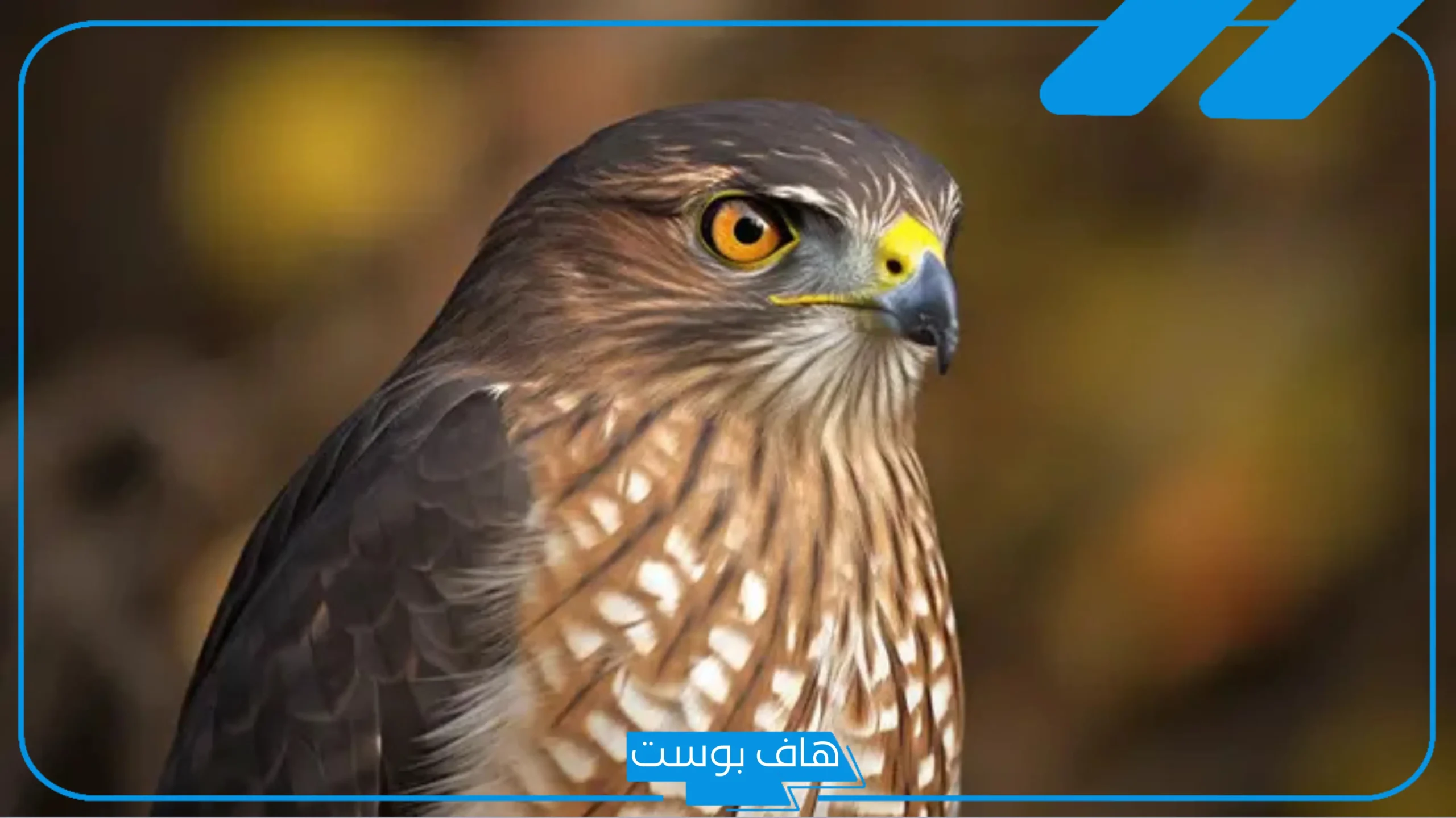 تفسير حلم الصقر في المنام يعضني للرجل ورمز رؤيته لابن سيرين