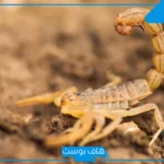تفسير حلم العقرب الصفراء للرجل والمرأة في المنام لابن سيرين