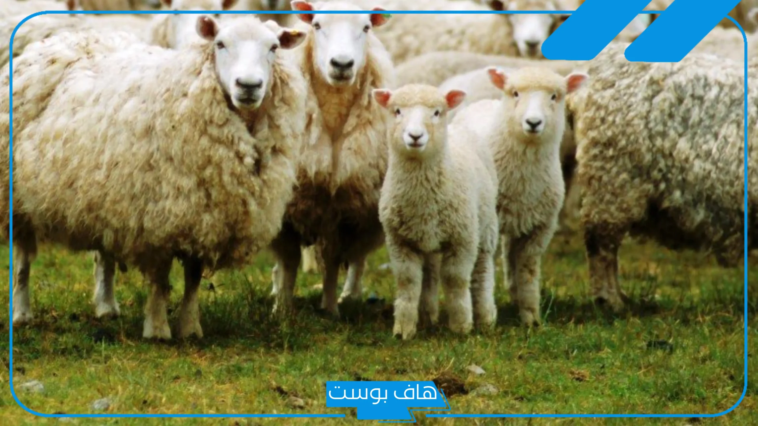 تفسير رؤية الغنم في المنام للمتزوجة والحامل لابن سيرين