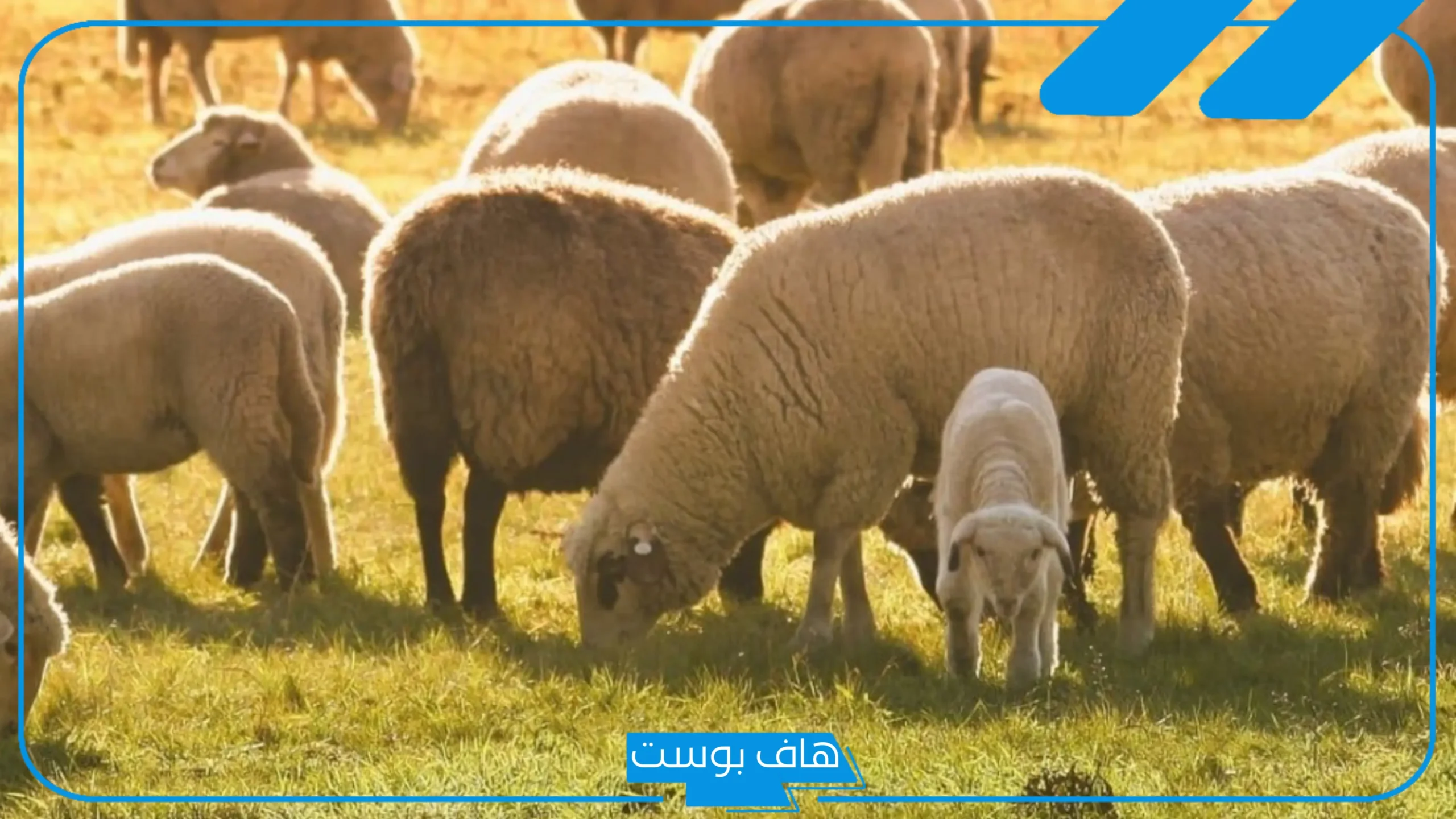 تفسير رؤية الغنم في المنام للمتزوجة والحامل لابن سيرين