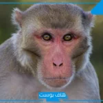 تفسير حلم القرد في المنام للعزباء والمتزوجة يحاول الهجوم لابن سيرين