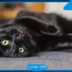 تفسير حلم القطه السوداء في المنام والخوف منها للمتزوجة والعزباء لابن سيرين