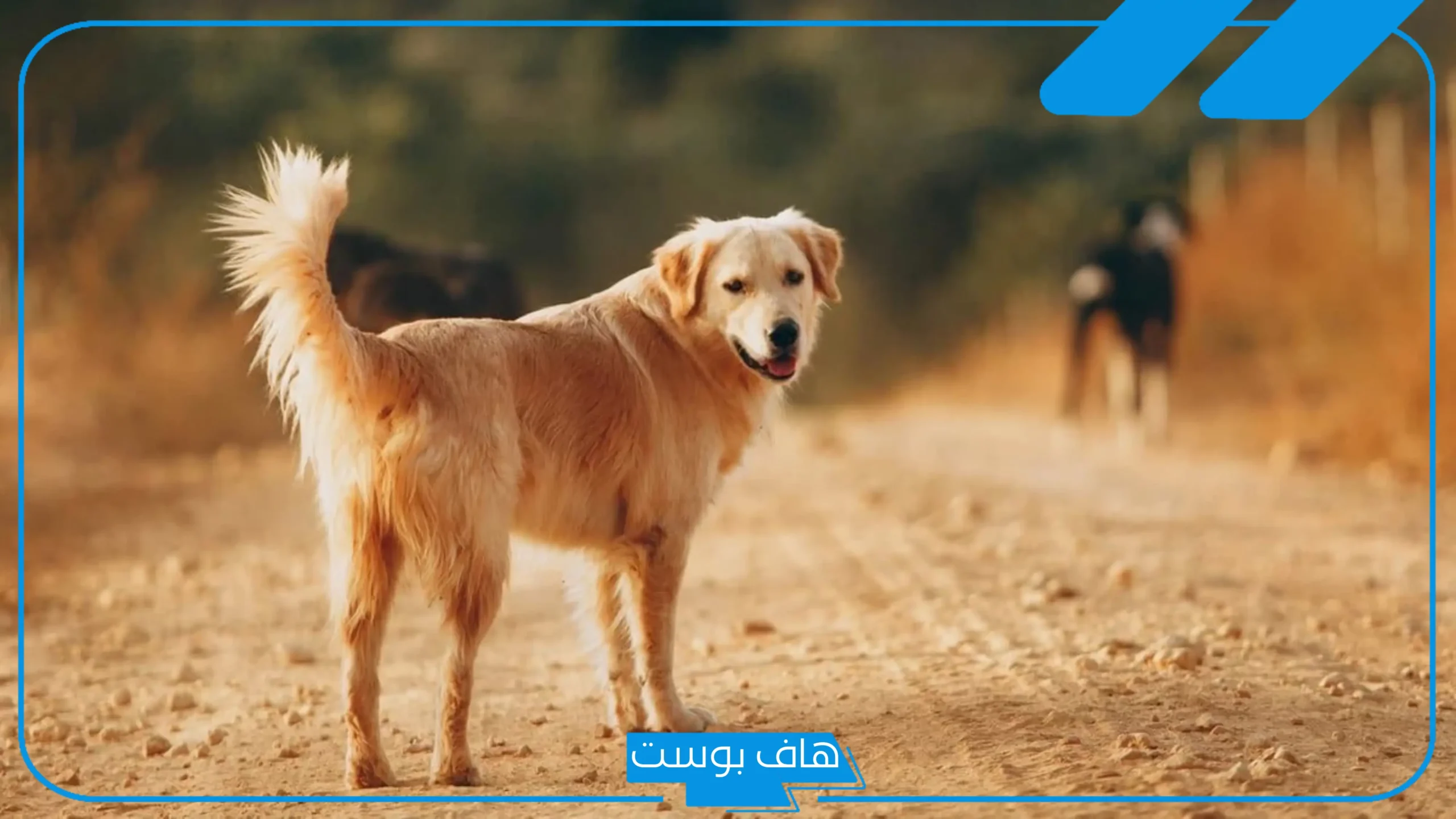 تفسير حلم الكلاب في المنام حسب الألوان لابن سيرين