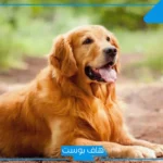 تفسير حلم الكلاب في المنام حسب الألوان لابن سيرين