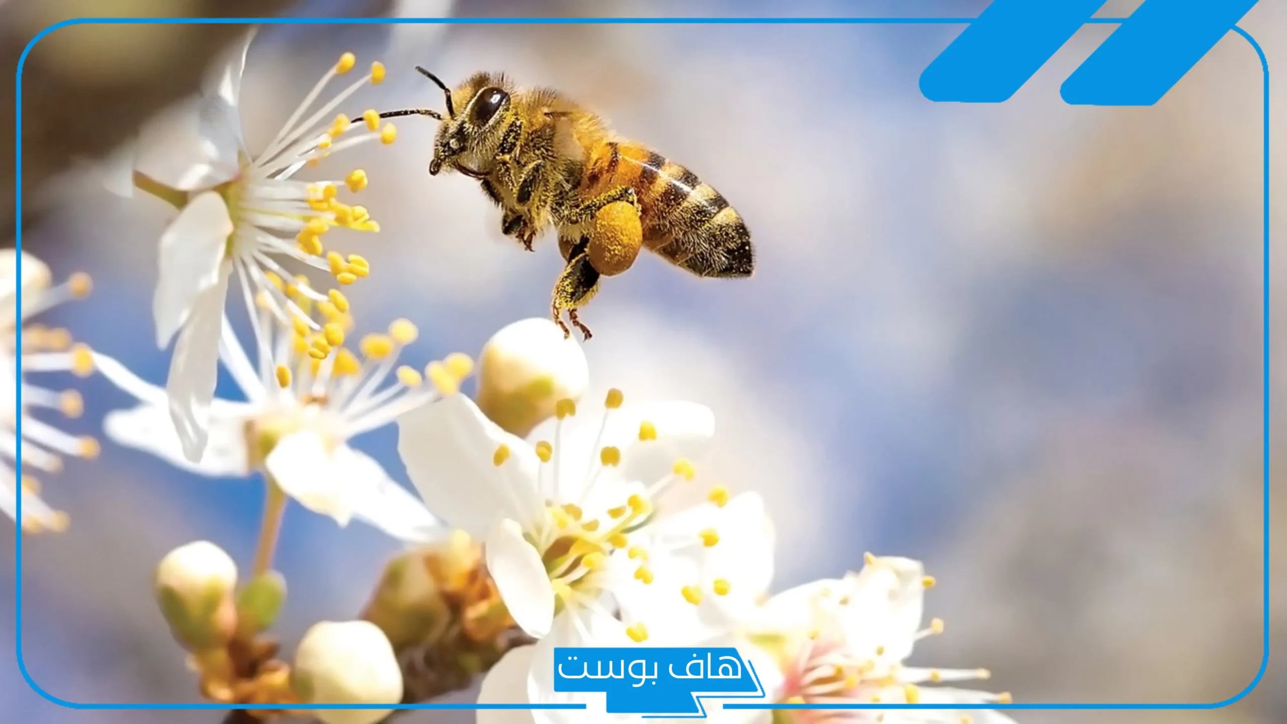 تفسير حلم النحل في المنام يطاردني للمتزوجة والعزباء ورمز رؤيته لابن سيرين