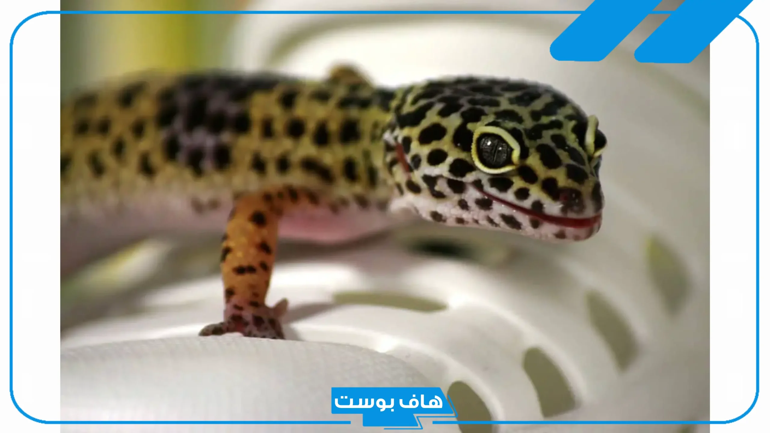 تفسير حلم الوزغ للمتزوجه والحامل في المنام لابن سيرين والنابلسي