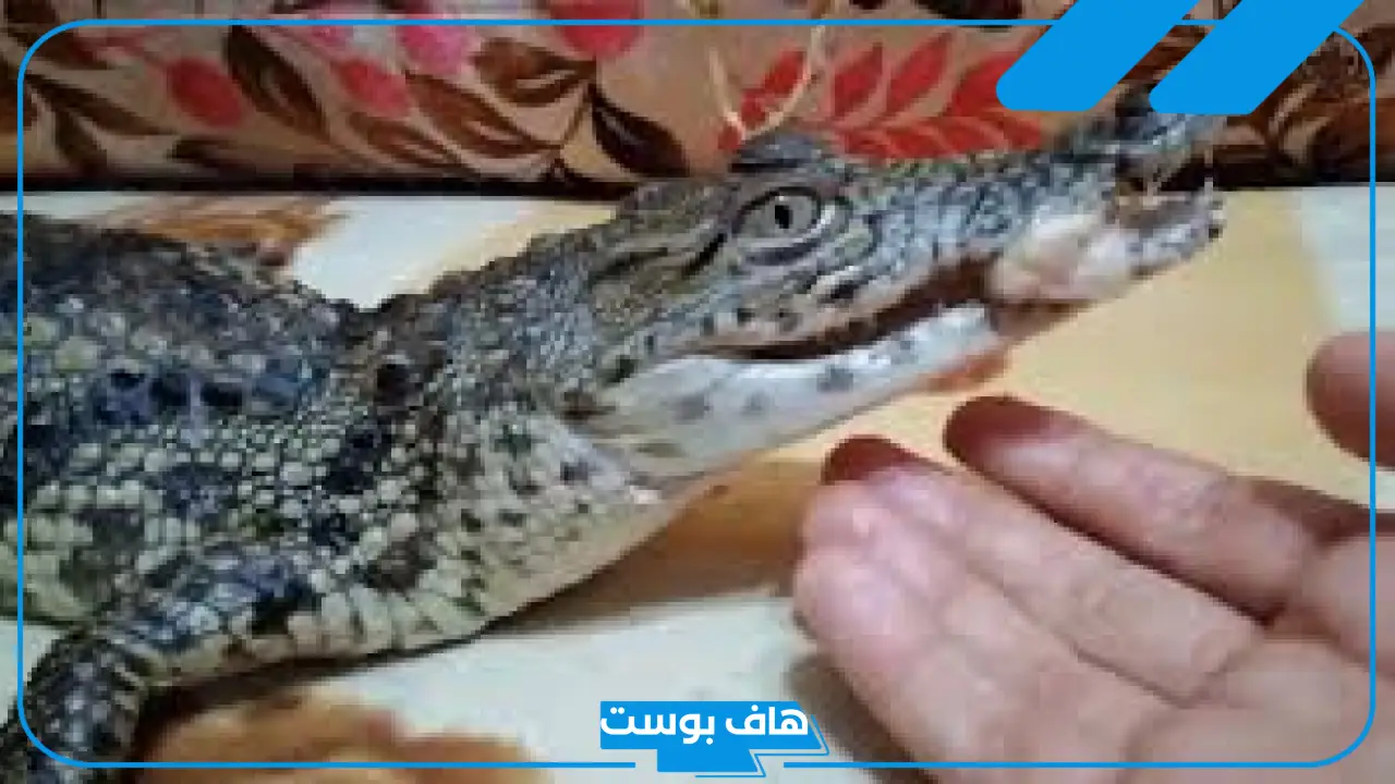 تفسير حلم التمساح للمتزوجه والعزباء والحامل ورمز التمساح الصغير