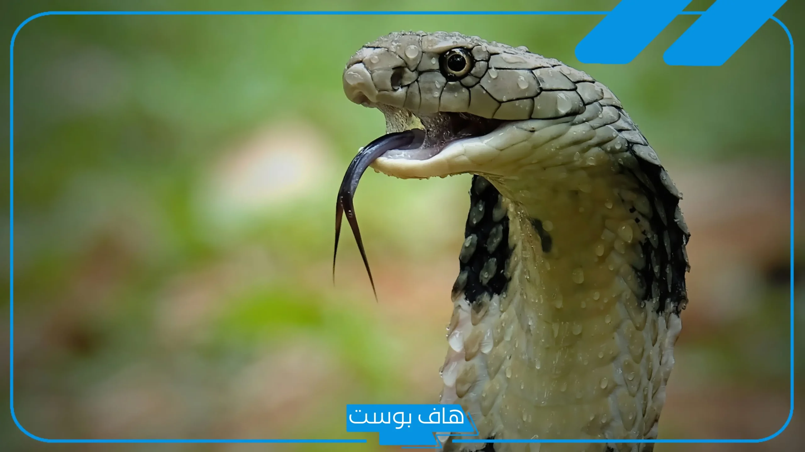تفسير حلم ثعبان يهاجمني في المنام لابن سيرين والنابلسي
