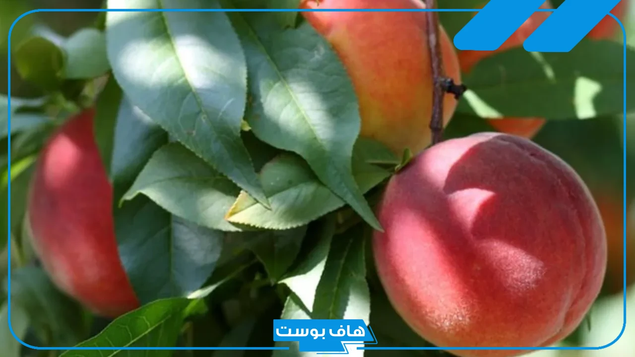 تفسير رؤية الدراق في المنام للمتزوجة والعزباء والحامل لابن سيرين