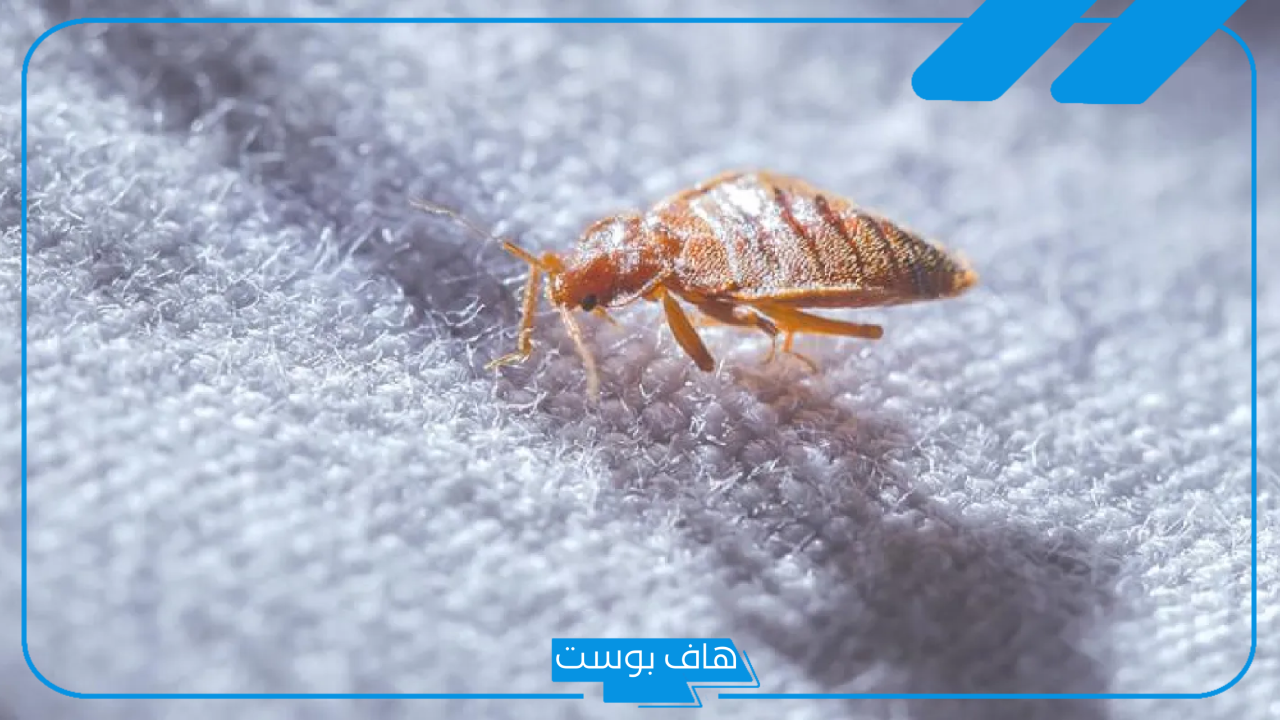 تفسير حلم البق في المنام على الملابس ورمزه لابن سيرين والنابلسي