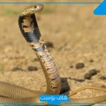 تفسير حلم قتل الثعبان في المنام يهاجمني لابن سيرين والإمام الصادق