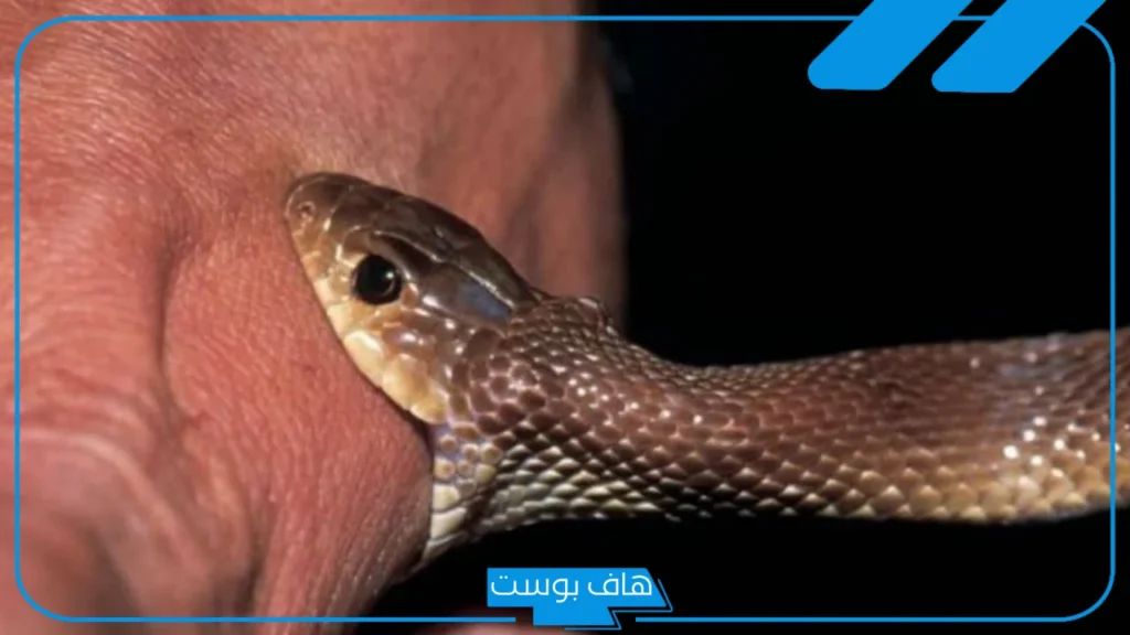 تفسير حلم لدغة الثعبان في القدم اليسرى والقدم اليمنى لابن سيرين