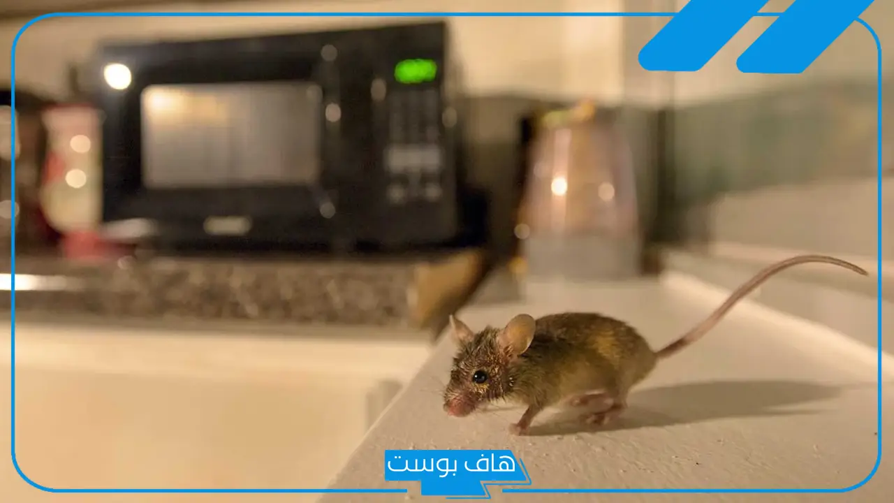 تفسير الحلم بالفئران في المنام للمرأة والرجل لابن سيرين