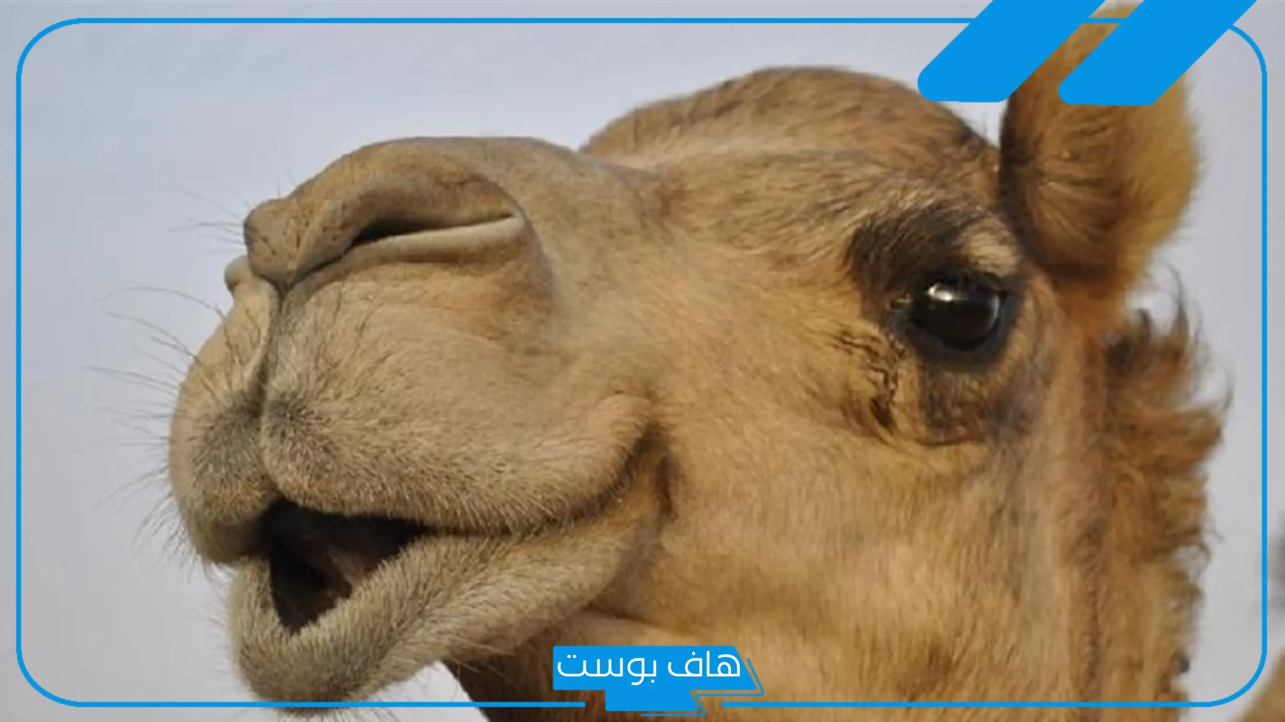 تفسير حلم الجمل في المنزل للمرأة والرجل لابن سيرين