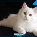 تفسير حلم القطة البيضاء في المنام لابن سيرين للمتزوجة والعزباء