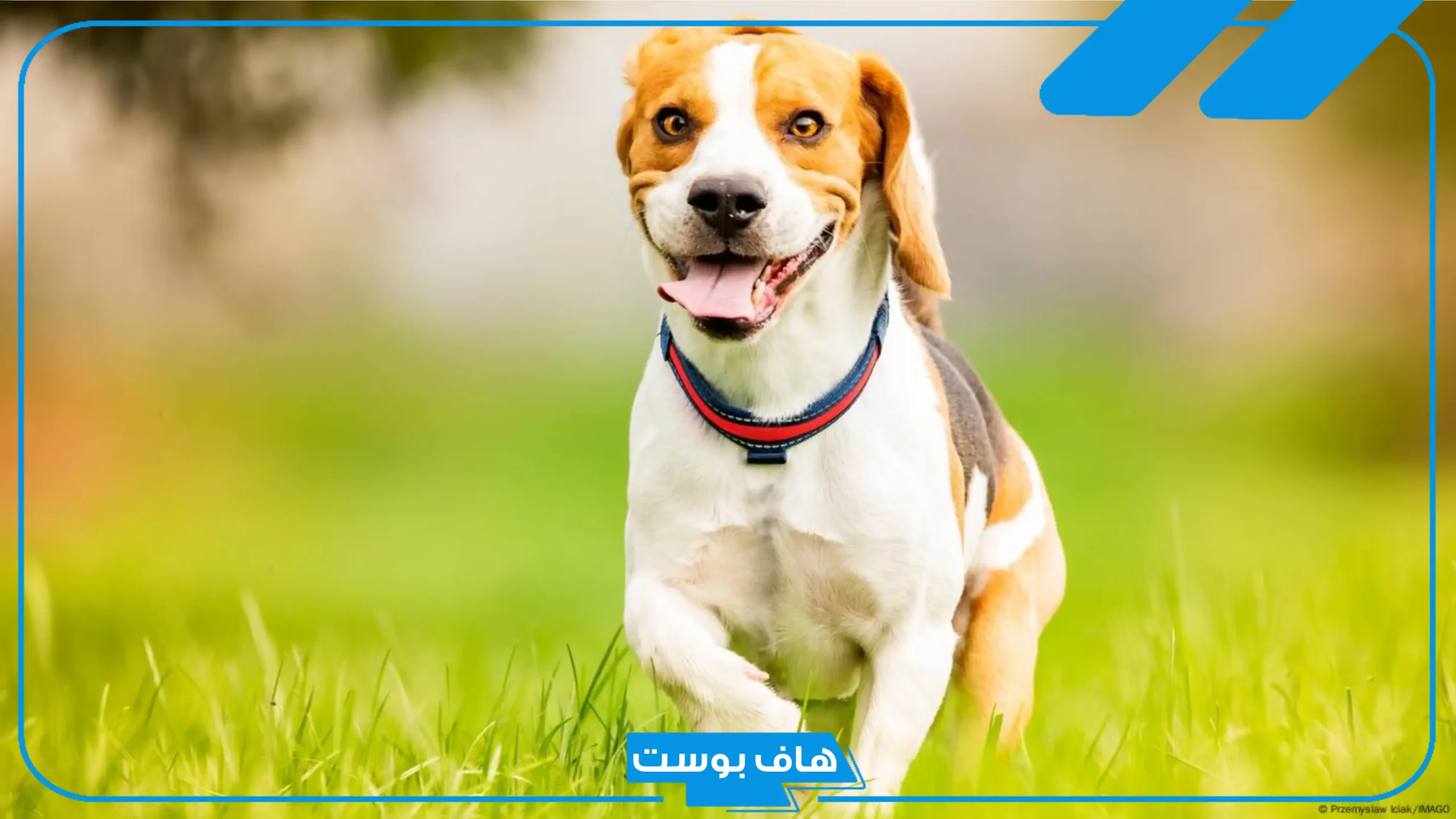 تفسير حلم الكلاب تجري ورائي وتطاردني في المنام لابن سيرين