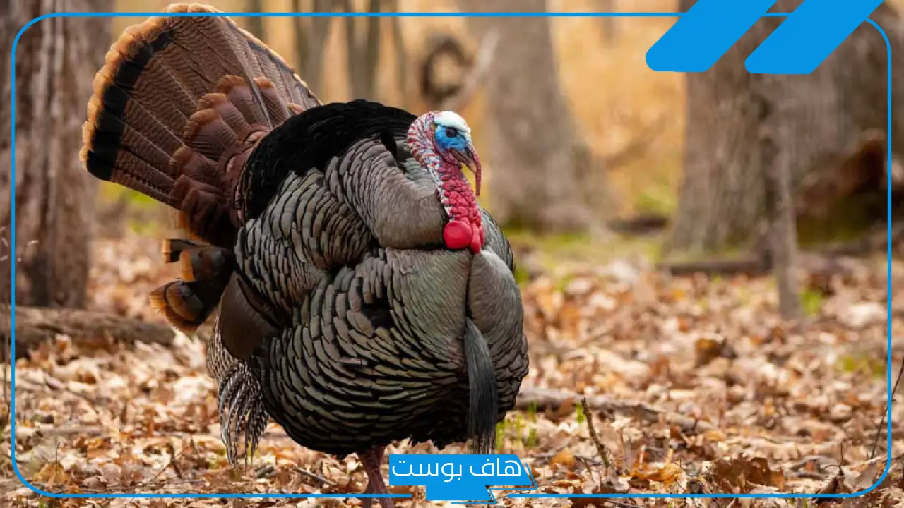 تفسير حلم رؤية الديك الرومي في المنام للمتزوجة والعزباء