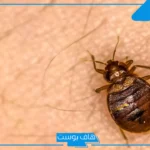 تفسير حلم البق في المنام على الملابس ورمزه لابن سيرين والنابلسي