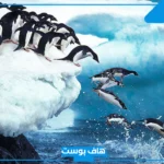تفسير حلم رؤية البطريق في المنام الأسود والمتزوجة لابن سيرين والنابلسي