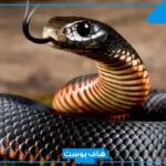 تفسير حلم الثعابين في الحلم للعزباء و للمتزوجة والخوف منه لكبار المفسرين