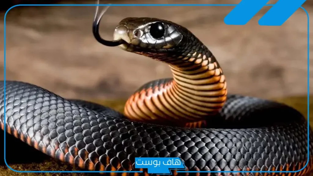 تفسير حلم الثعبان في المنام ولدغته في القدم لابن شاهين