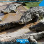 تفسير حلم التمساح للمتزوجه والعزباء والحامل ورمز التمساح الصغير