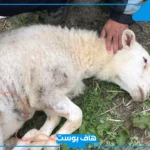 تفسير حلم ذبح الخروف في المنام للرجل في المنام لابن سيرين