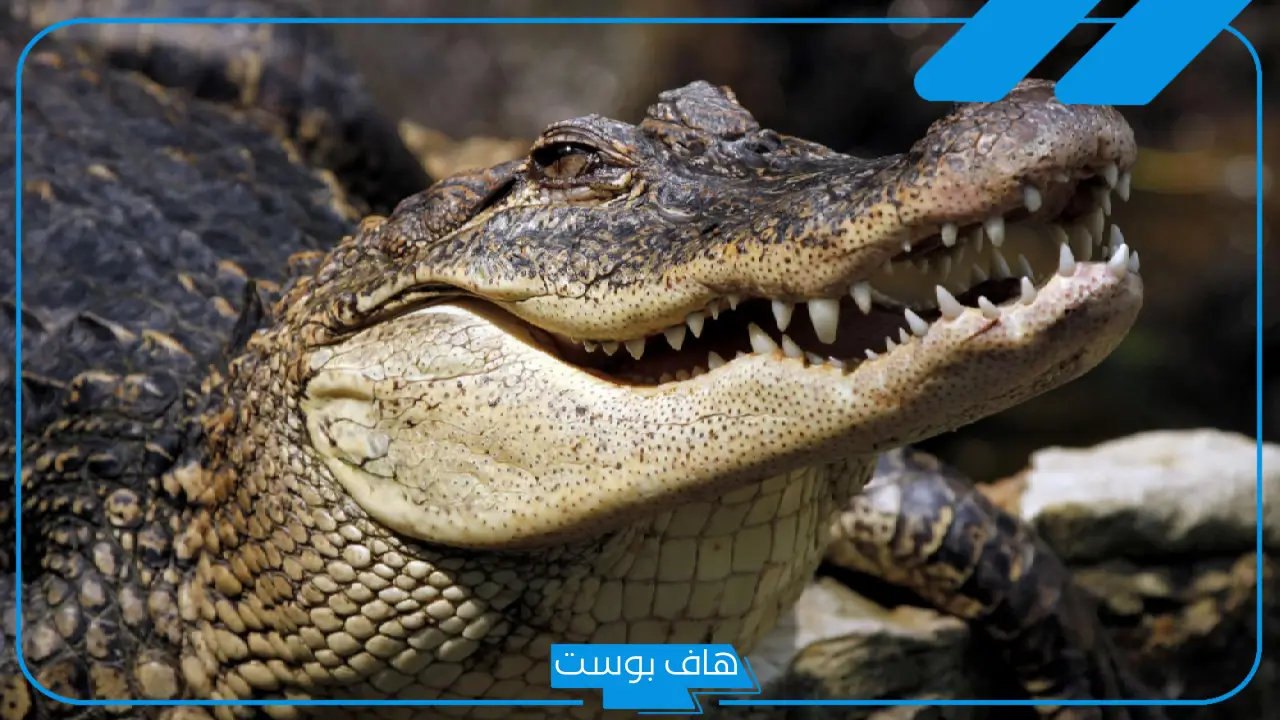 تفسير حلم التمساح في المنام للعزباء والحامل والمتزوجة لابن سيرين