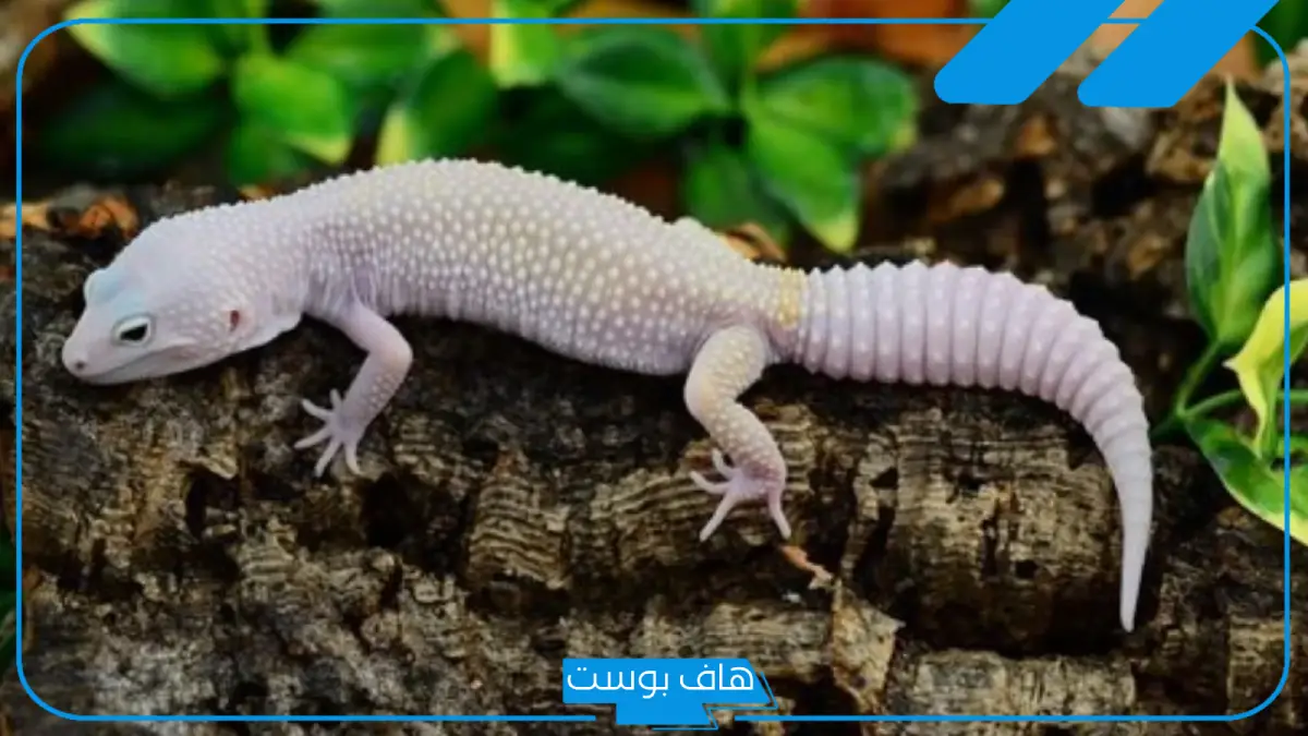 تفسير البرص في المنام للرجل والمرأة المتزوجة لابن سيرين
