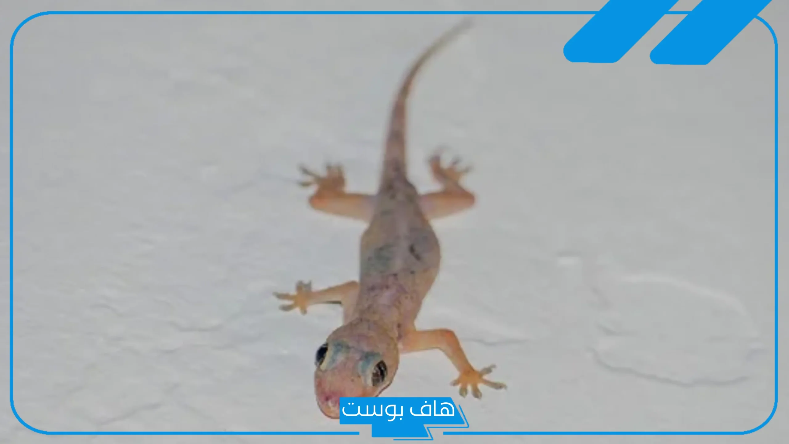 تفسير حلم البرص في المنام يهاجمني وقتله للمتزوجة والمسحور لابن سيرين