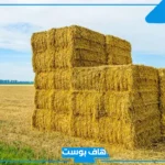 تفسير رؤية التبن في المنام للمرأة العزباء والمتزوجة والرجل لابن سيرين