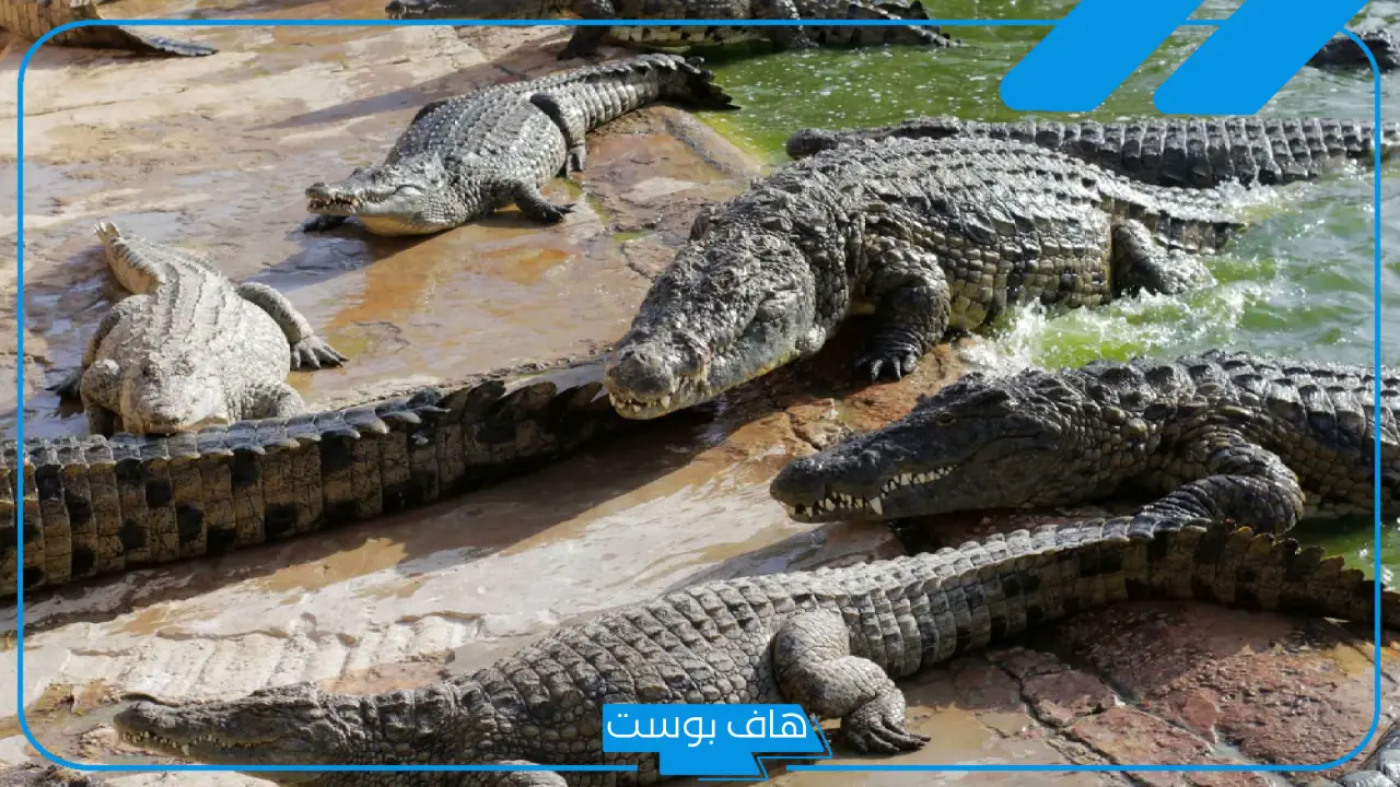 تفسير حلم التمساح للعزباء والمتزوجة في المنام لابن سيرين