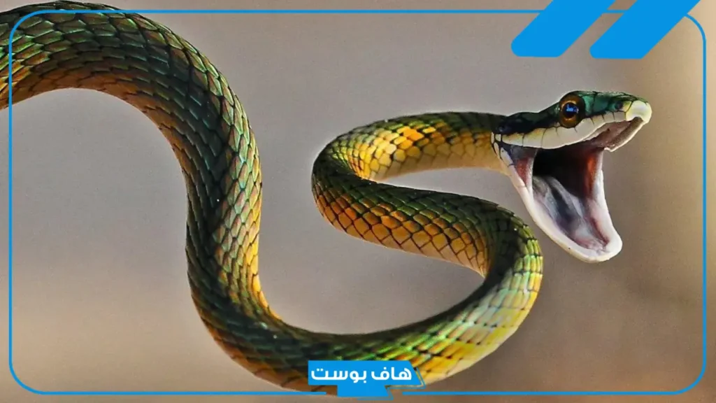تفسير حلم الثعابين في الحلم للعزباء و للمتزوجة والخوف منه لكبار المفسرين