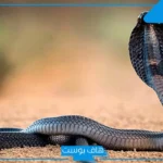 تفسير حلم الثعبان الاسود في البيت ورمز رؤيته لكبار المفسرين