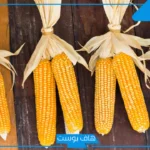 تفسير حلم الذرة في المنام ورمز الذرة الخضراء والناشفة لكبار المفسرين