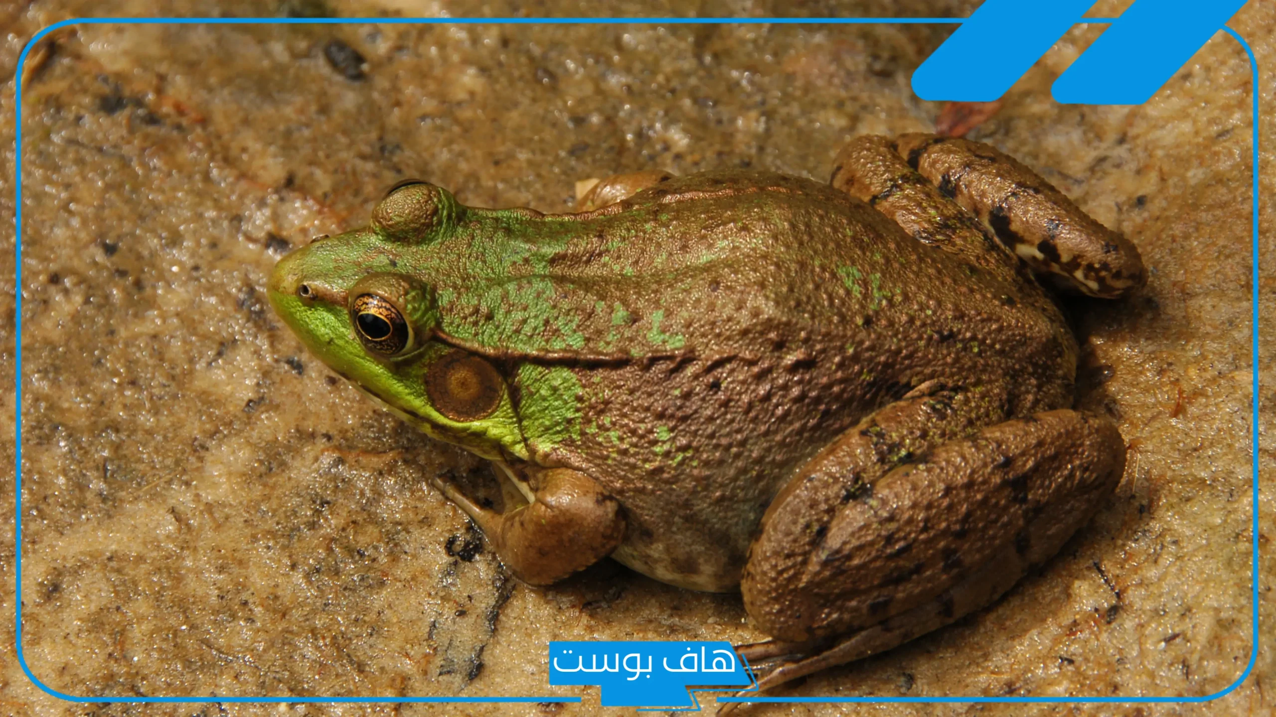 تفسير حلم الضفضع في المنام للمتزوجة والعزباء والرجل لابن سيرين