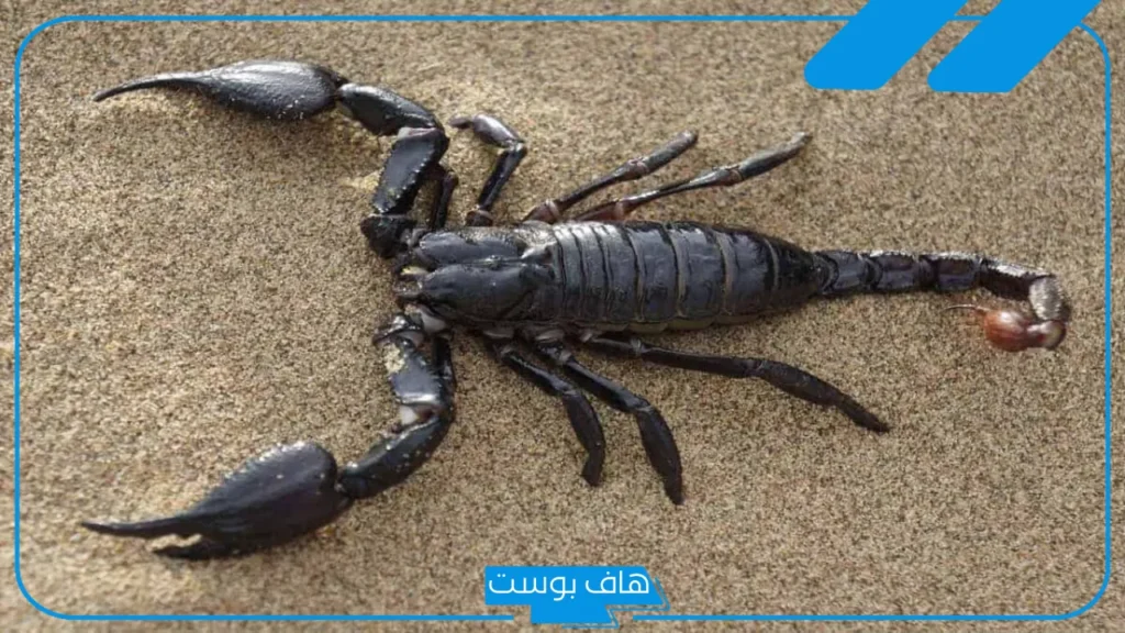 تفسير حلم العقرب الاسود في المنام لابن للمتزوجة والعزباء سيرين