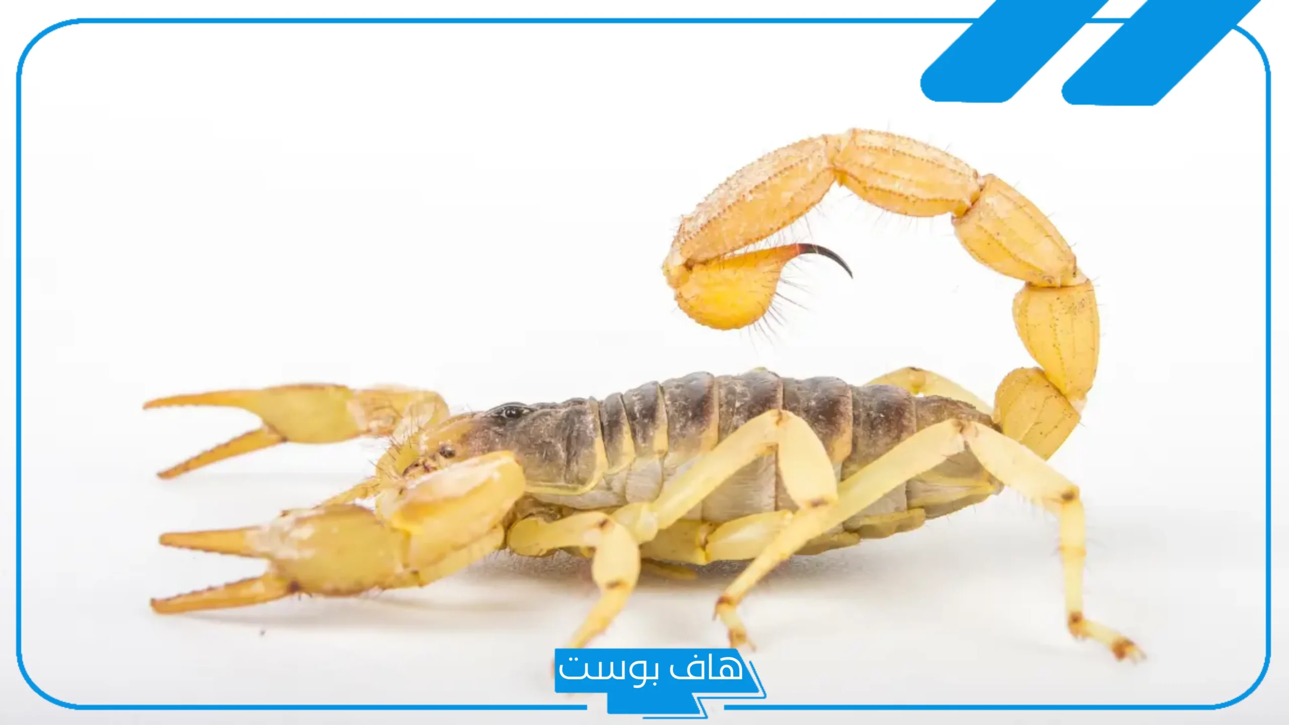 تفسير حلم العقرب الصفراء للرجل والمرأة في المنام لابن سيرين