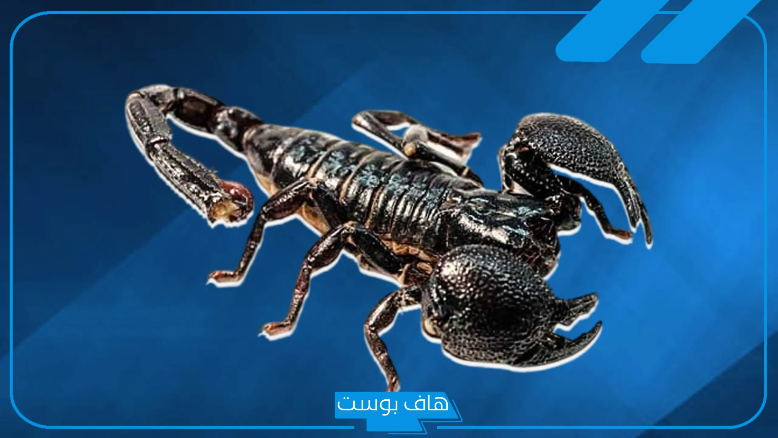 تفسير حلم العقرب في المنام أصفر وأسود ولدغته لكبار العلماء