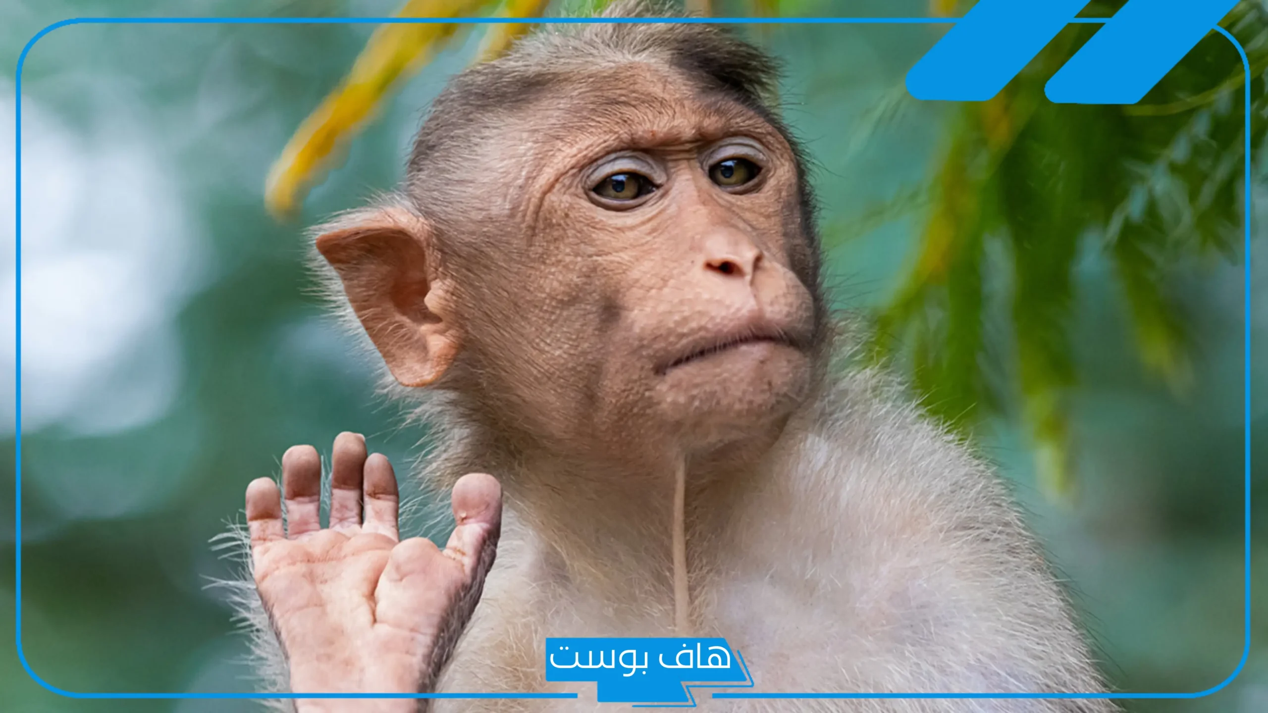 تفسير حلم القرد في المنام للعزباء والمتزوجة يحاول الهجوم لابن سيرين
