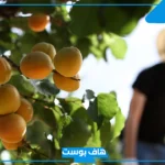تفسير حلم اكل المشمش في المنام للرجل والمرأة الحامل والمتزوجة لابن سيرين