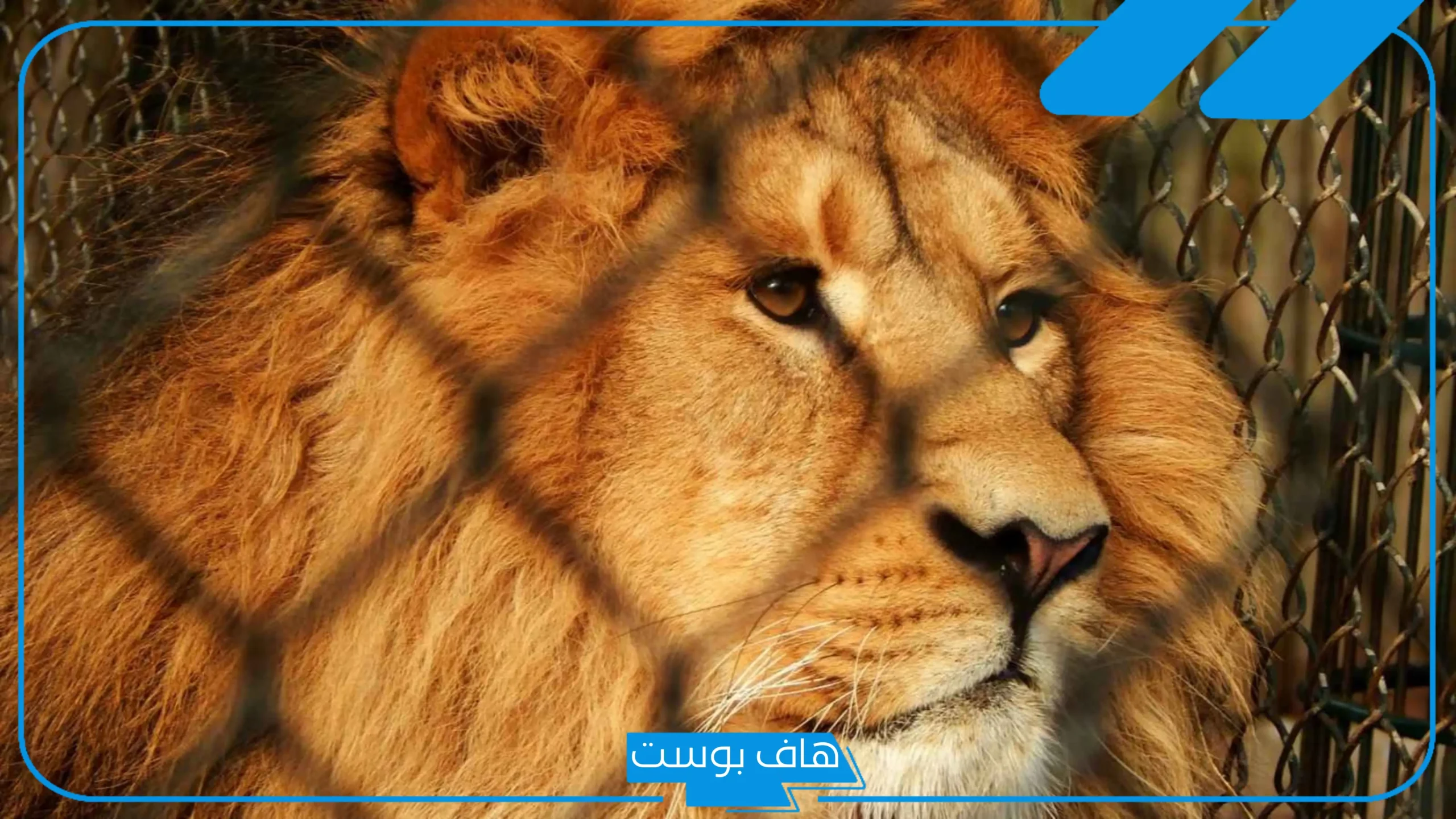 تفسير حلم الاسد في المنام يهاجمني والهروب منه لكبار العلماء