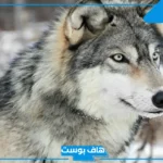 تفسير حلم الذئب يأكل إنسان وعلاقته بالمعصية في المنام للمرأة والرجل