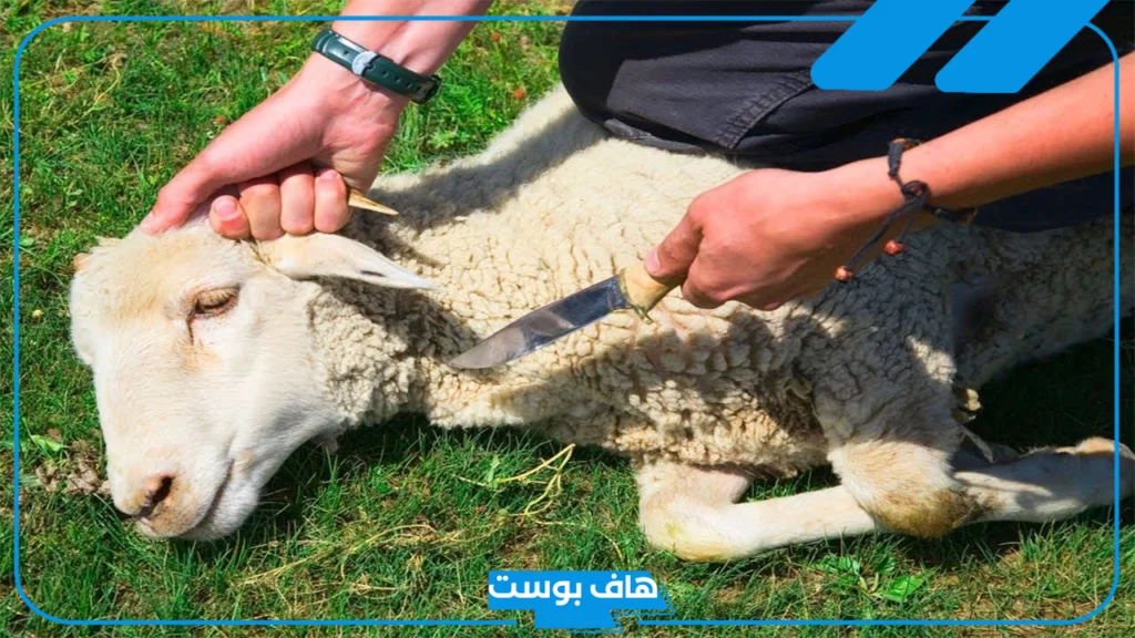 تفسير حلم ذبح الخروف في المنام للرجل في المنام لابن سيرين