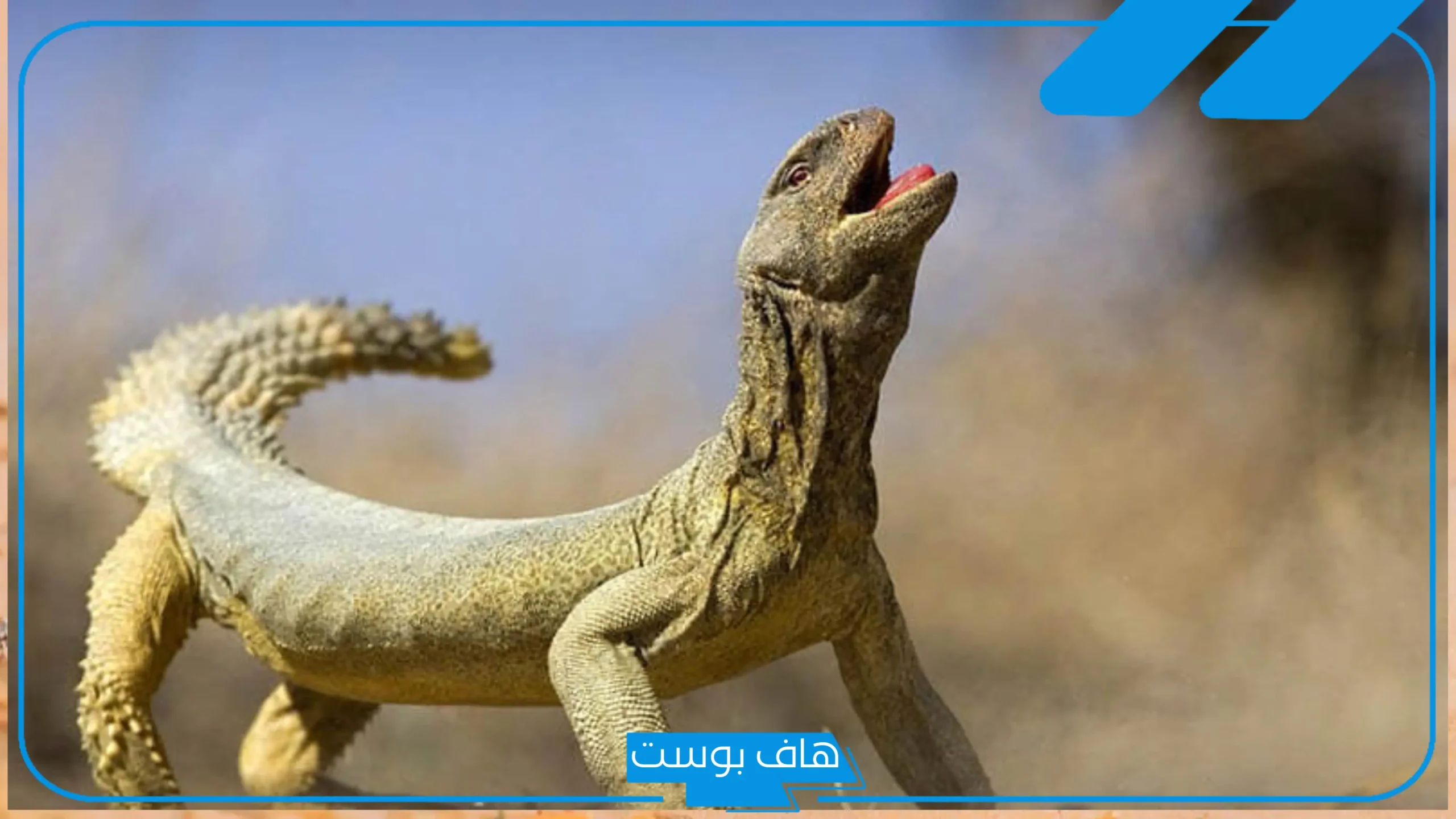 تفسير حلم رؤية الضب في المنام للرجل والمرأة لابن سيرين وقتله
